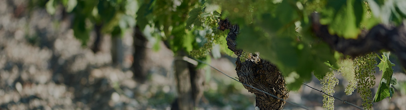 Château des Léotins, cuvée 100% Sémillon