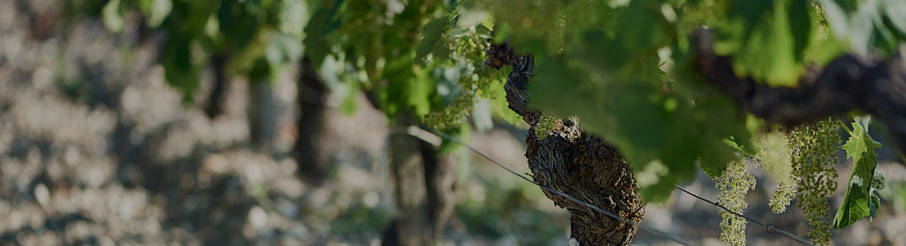 Château des Léotins 100% Merlot